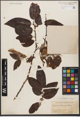 Foto von Salix wilsonii Seemen